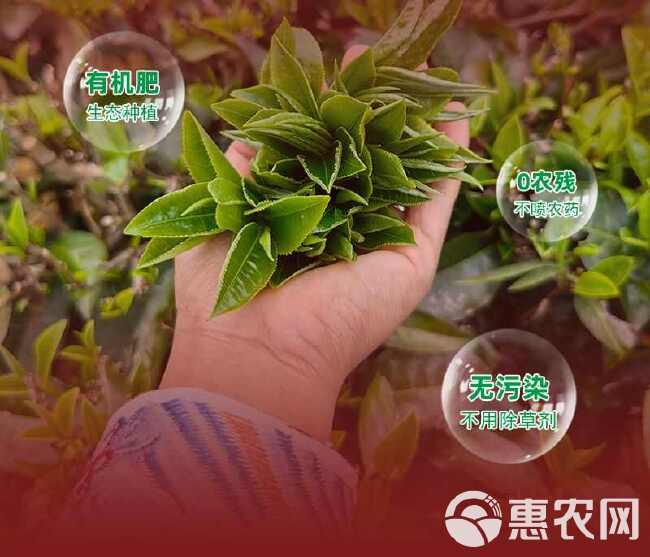 正品广东英德红茶英红九号浓香型功夫红茶袋装250克