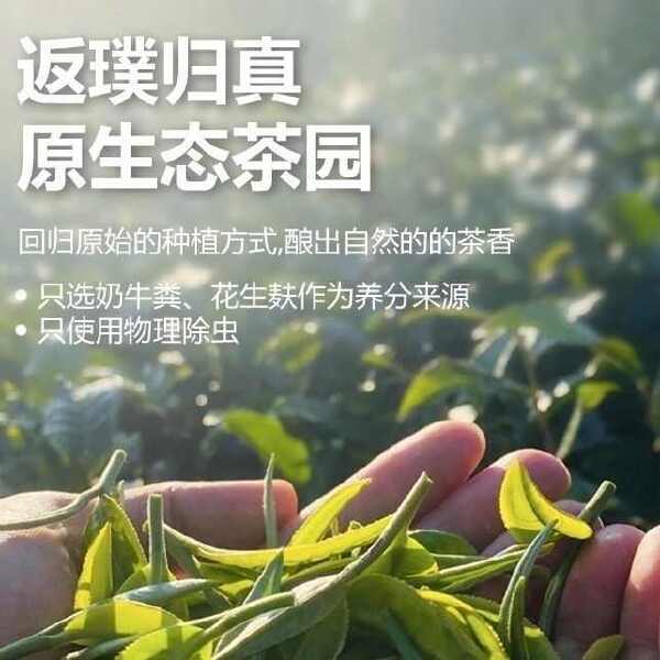 正品广东英德红茶英红九号浓香型功夫红茶袋装250克