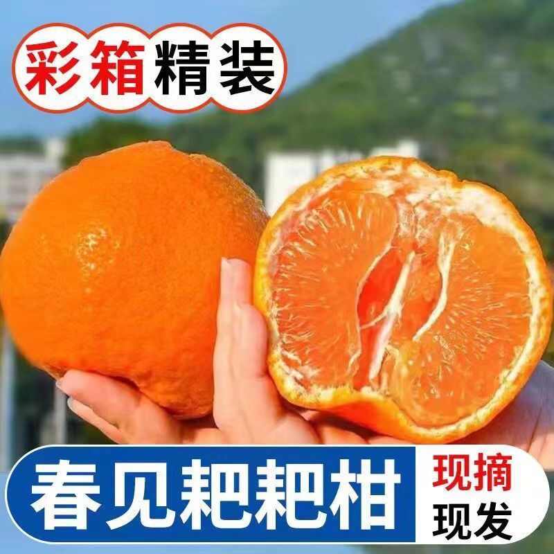 丑橘耙耙柑青见耙耙柑不知火橘桔子新鲜水果包邮批