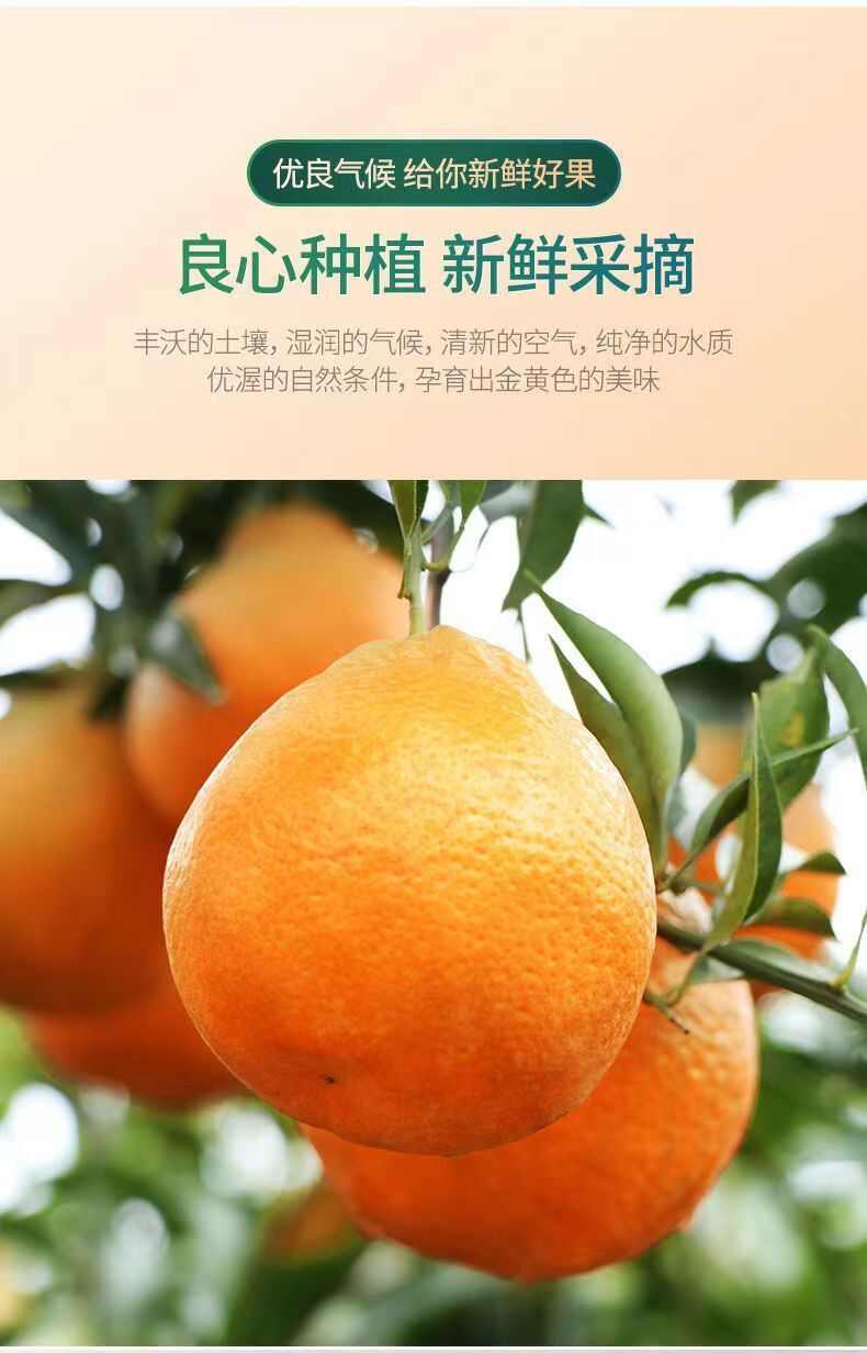丑橘耙耙柑青见耙耙柑不知火橘桔子新鲜水果包邮批