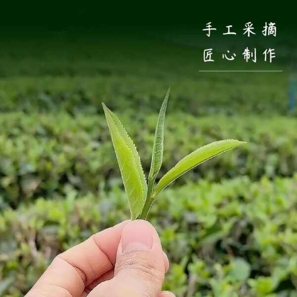 正品广东英德红茶英红九号浓香型功夫红茶袋装250克