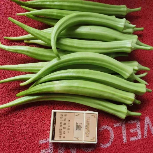 新品种（奶油皇后）秋葵