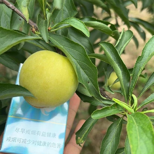 重庆市蜂糖李