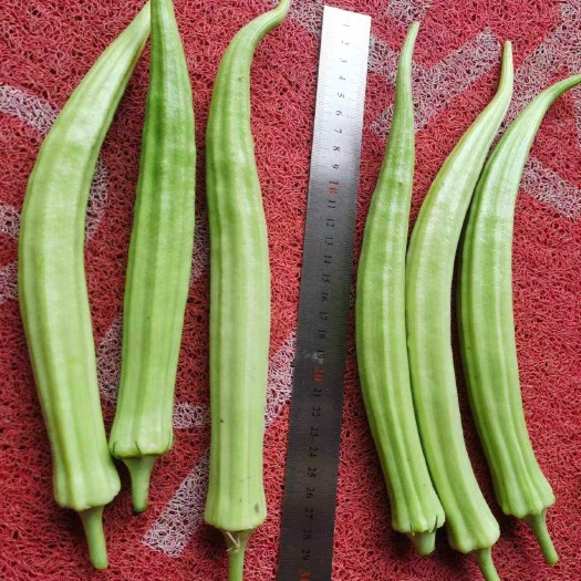 常州秋葵
