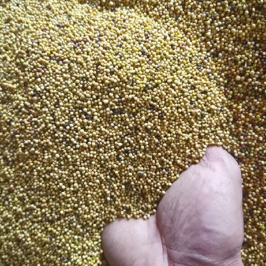 伊川县油菜籽黄油菜