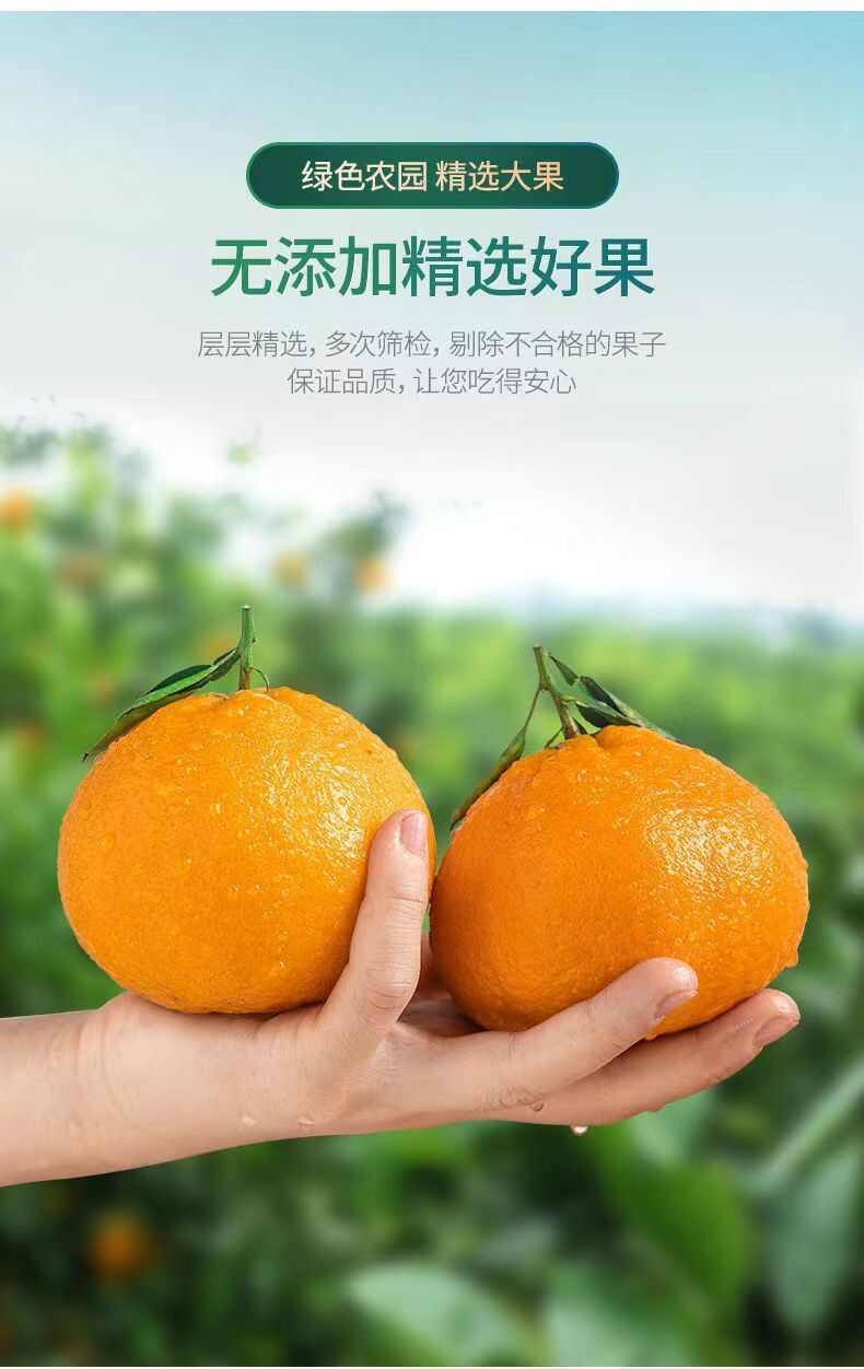 丑橘耙耙柑青见耙耙柑不知火橘桔子新鲜水果包邮批