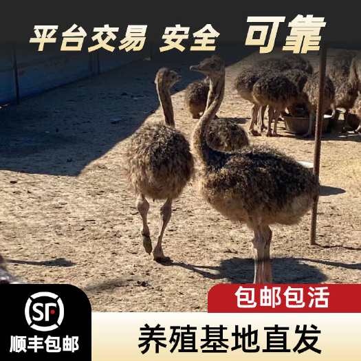 鸵鸟苗 非洲鸵鸟 成年可涨300斤基地直发一级苗子 顺丰包邮