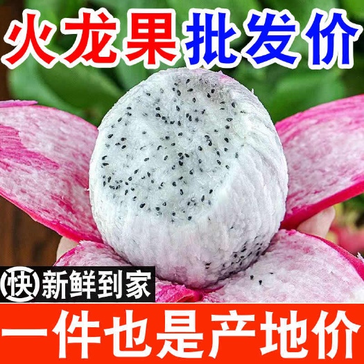 【当季】白心火龙果批发热带水果新鲜包邮白肉非红心