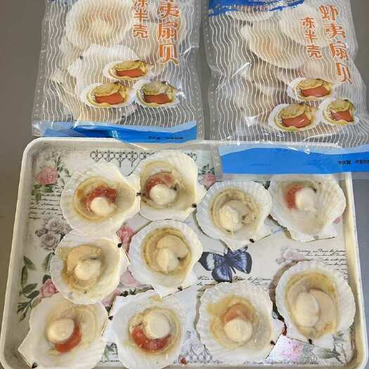 大连半壳贝8-9、9-10，现货