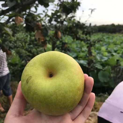 德阳翠冠梨，超甜