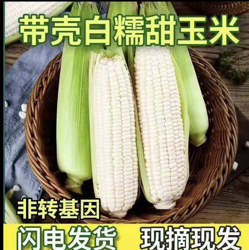 白甜糯玉米(暂时没货)