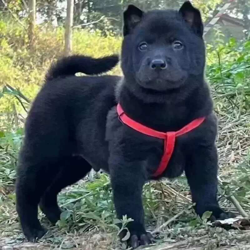 广西土猎犬幼犬虎头虎斑色狗狗赶山犬五黑犬猎犬幼崽活物狗黑狗犬