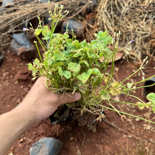 宜良县杂酱草，产地直供 ，自产自销，苗木花卉，工程对接等，量大从优