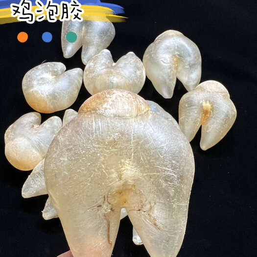 广州鸡泡胶亦名养宫胶足干清水纹路清透刺龟鱼胶大量现货