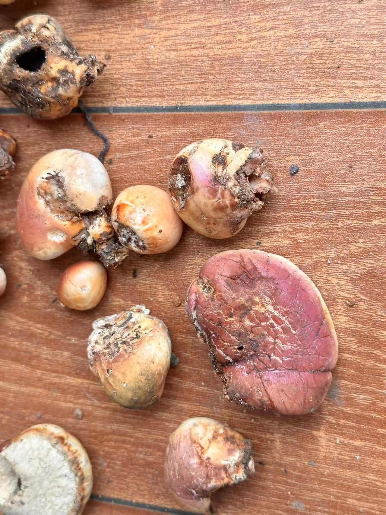 凉山隐孔菌须元果