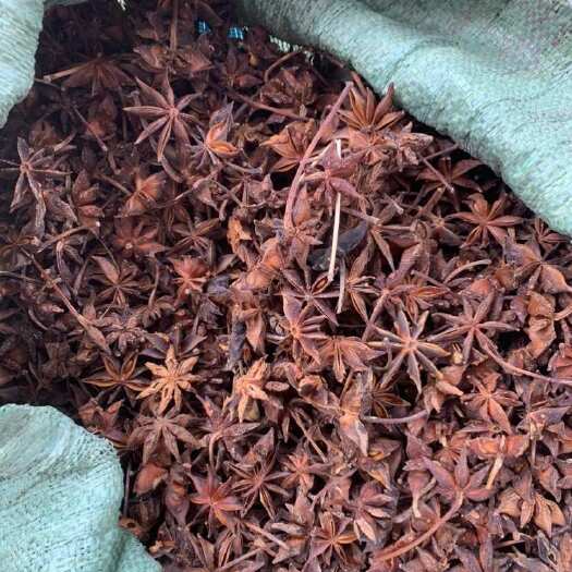 富宁县春花八角