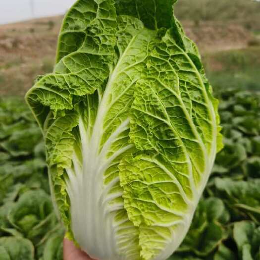 喀喇沁旗黄心大白菜