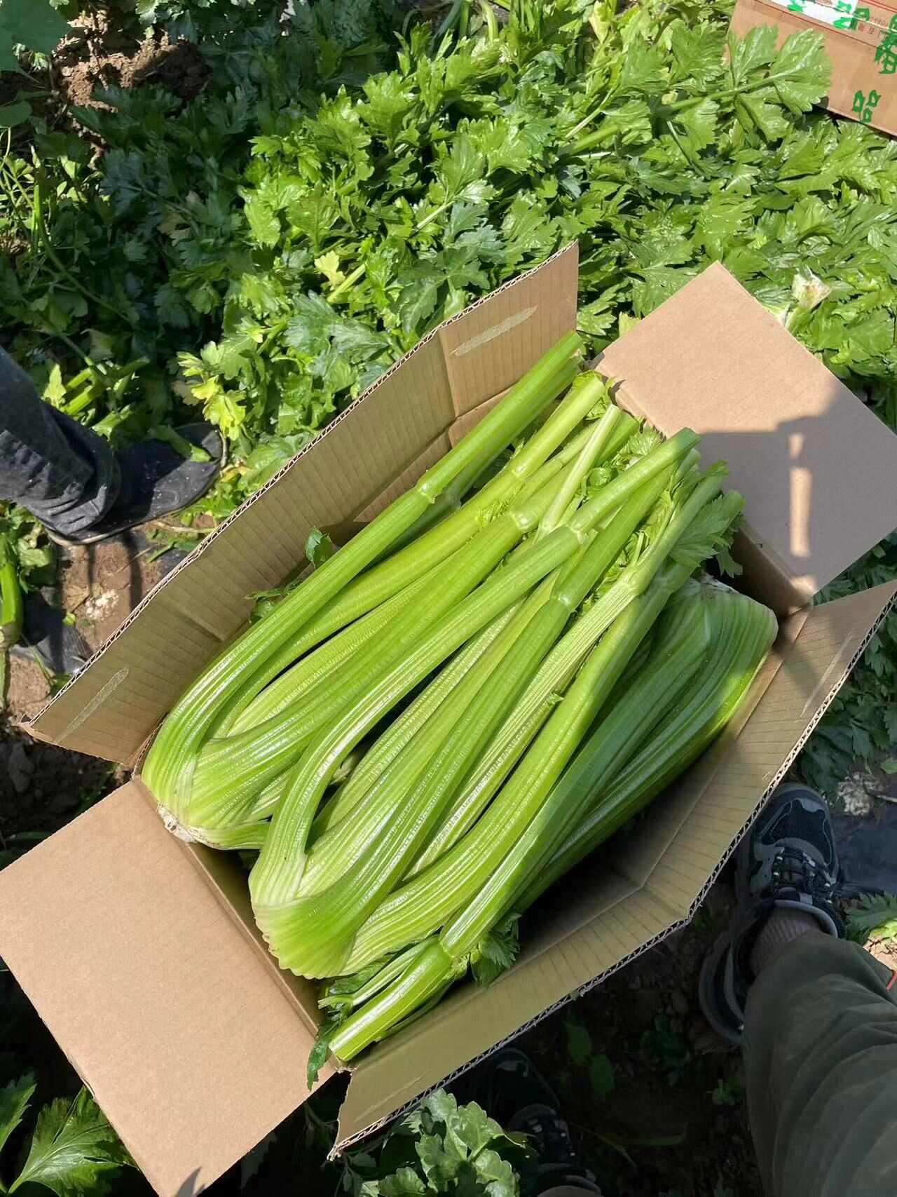 沈阳陆地西芹   质量嘎嘎好
