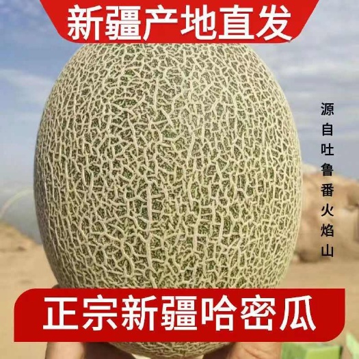 海口脆甜哈密瓜海南当季热带新鲜南方水果哈蜜瓜整箱包邮批发