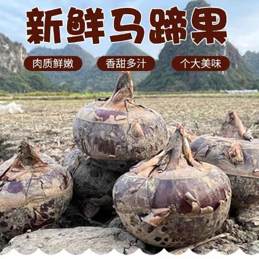 【脆超甜】马蹄当应季整箱新鲜时令水果蔬菜现挖地栗荸荠饽荠带泥
