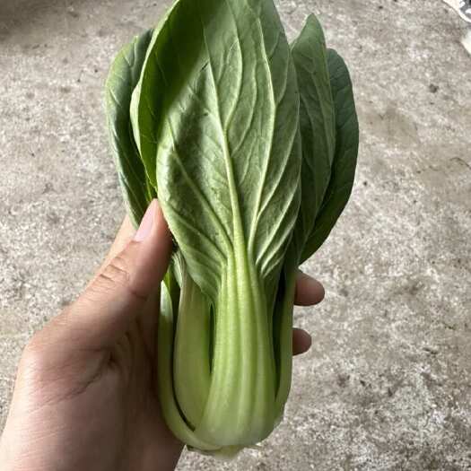 太和县上海青，油菜