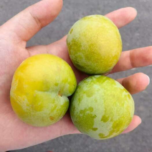 宜宾蜂糖李