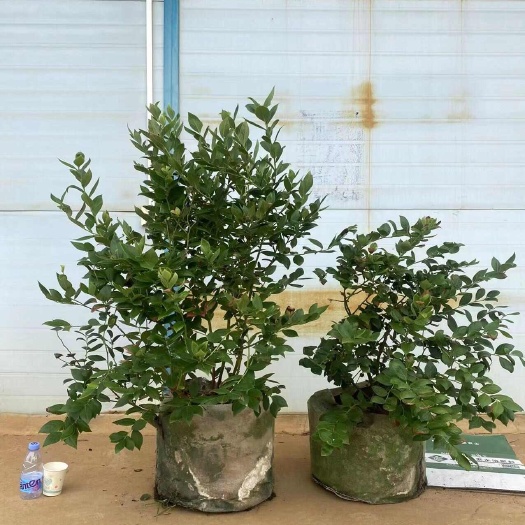 蒙自市蓝莓树