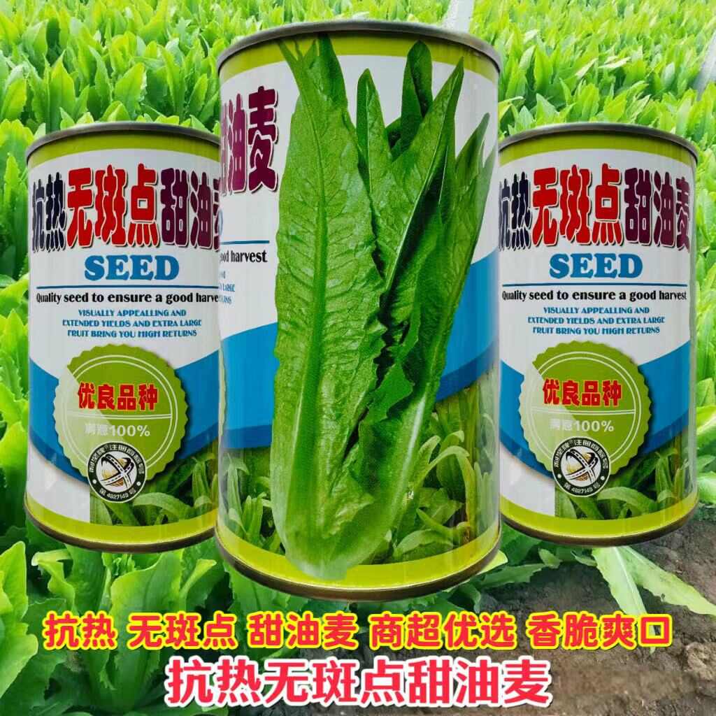 绿剑无斑香油麦菜种子生长强势纤维少易栽培 大颗油麦菜种子