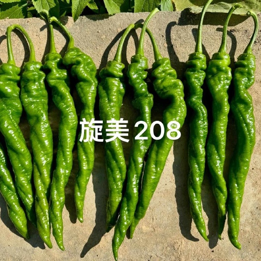 夏邑县旋美208螺丝椒种子，早熟，挂果率高，采收期长，皮薄味辣
