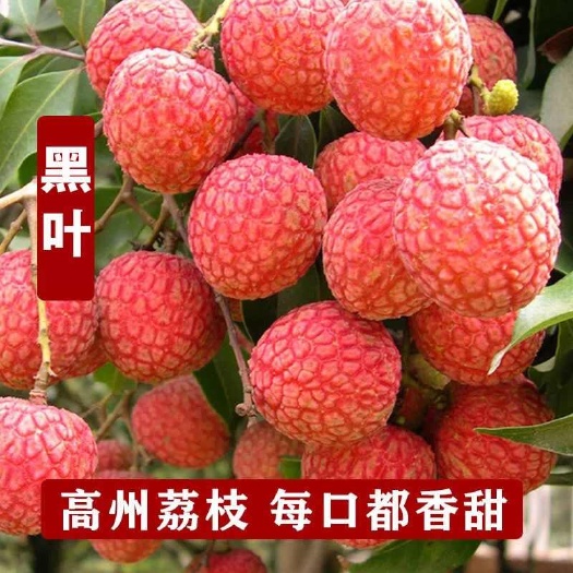 福州荔枝新鲜现摘黑叶白糖罂当季水果批发不是妃子笑桂味
