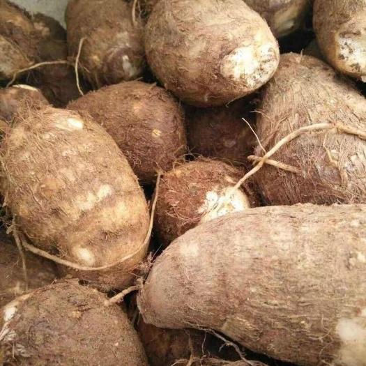 莒县芋头 ，芋头种，豆包芋头种，8520芋头种
包回收包技术指导