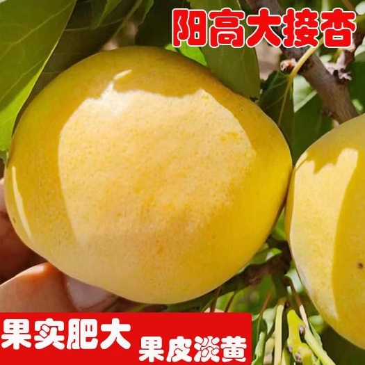 阳高县大接杏