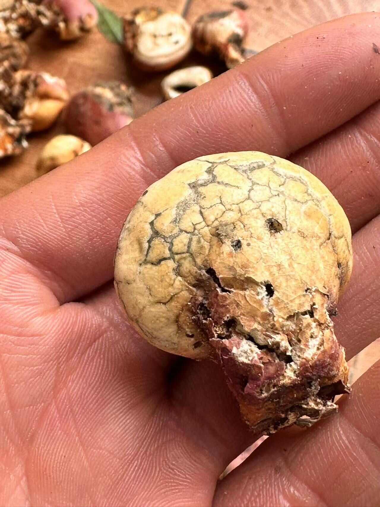 凉山隐孔菌须元果