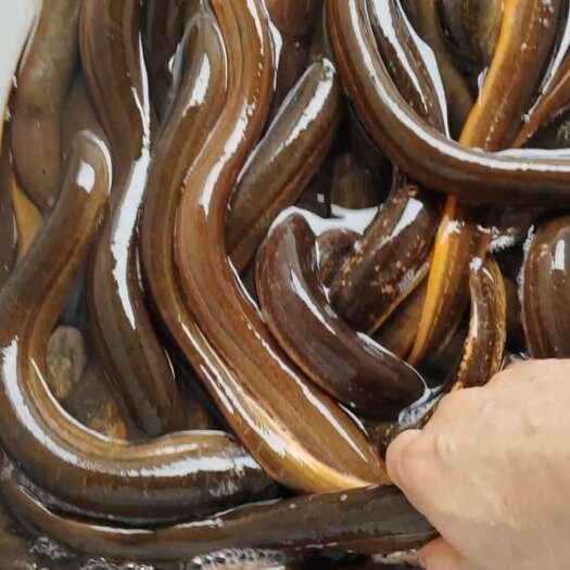 广州菲律宾黄鳝