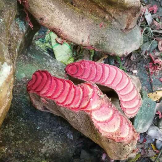 梧州本地鸡血藤