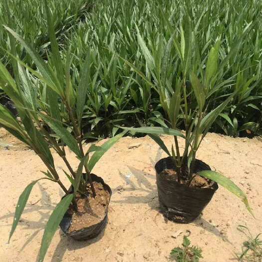 揭阳翠芦莉3斤7斤低价出售