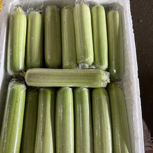 长沙县精品白玉丝瓜