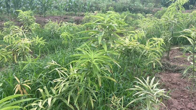达州新鲜黄精老虎姜多花黄精3年以上黄精