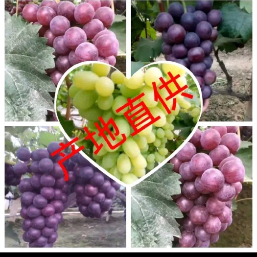 饶阳县乒乓球葡萄