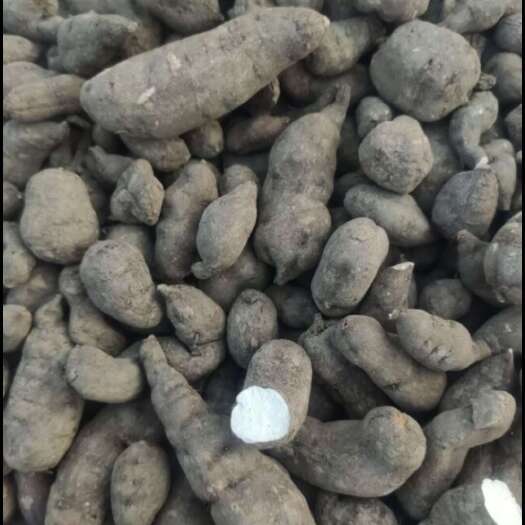 贞丰县三叶青