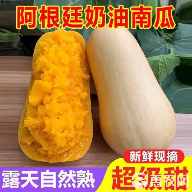 奶油南瓜