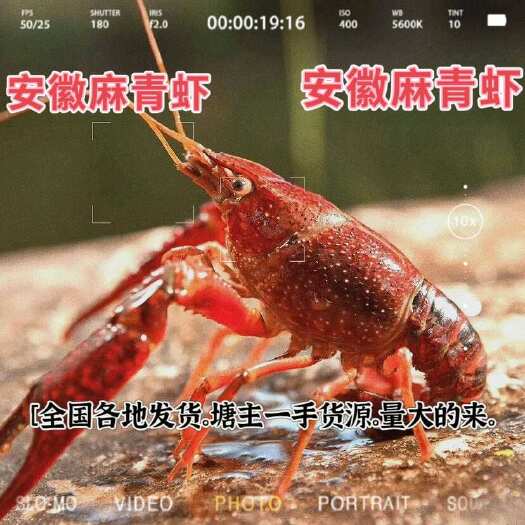 怀远县精品规格5-8小龙虾。 皖北中红小龙虾。规格很好。需要下单