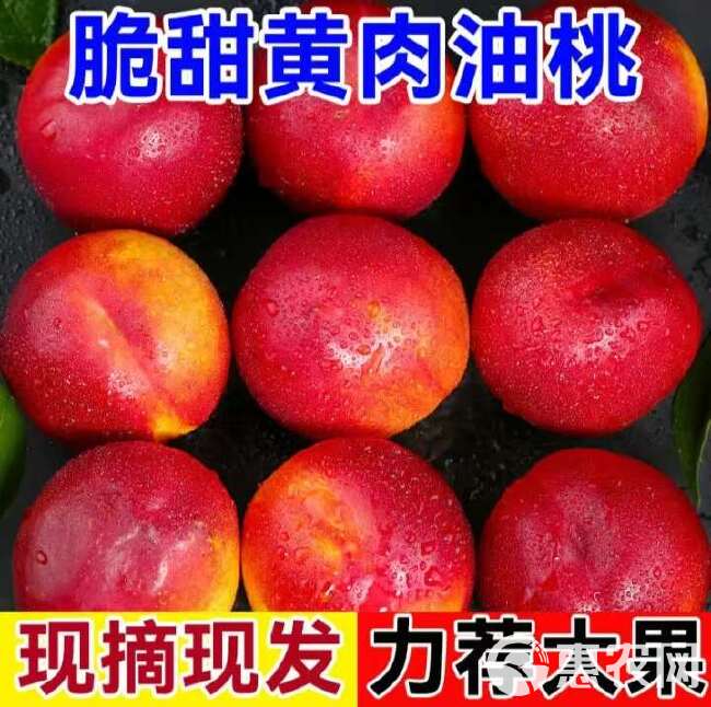 现摘】黄心油桃5斤应季大桃子新鲜水果当季水密桃整箱蜜脆桃