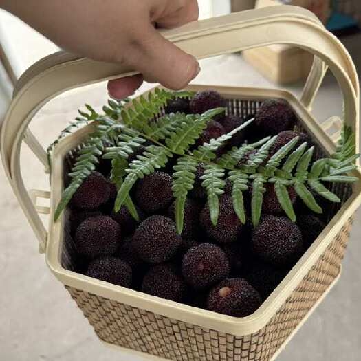 慈溪市杨梅