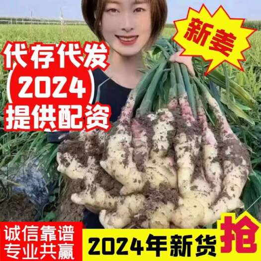 大黄姜 24年新姜 出口级大姜 代存代发 出口品质 提供配资