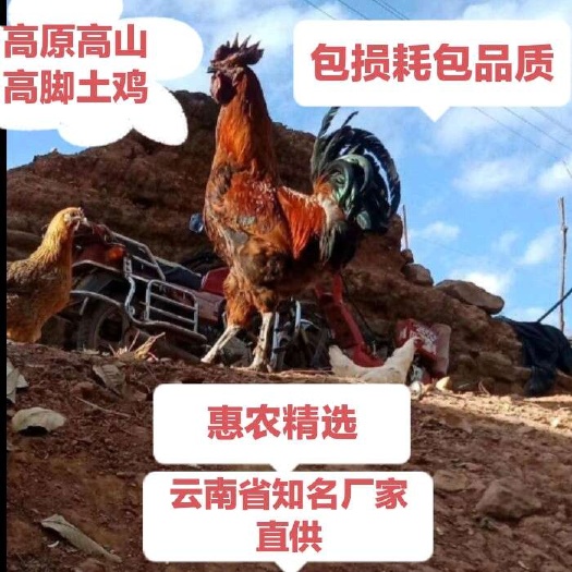 昆明土鸡苗，云南武定高脚土鸡苗，品质顶流，知名厂家成活率高包疫苗