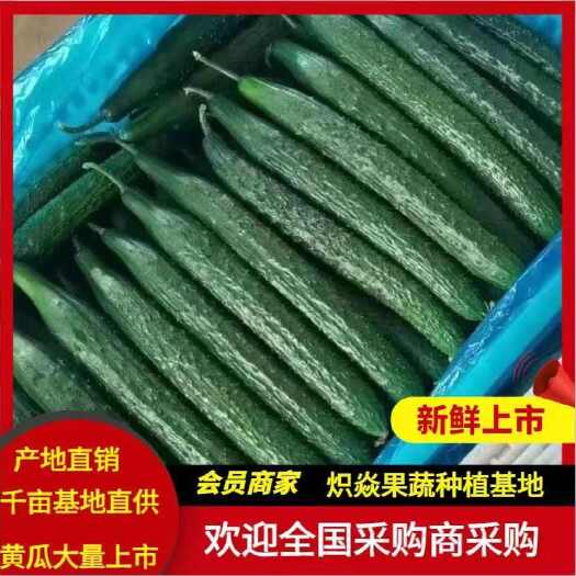 沂南县《产地直供》黄瓜，密刺黄瓜大量上市供应，电商专用