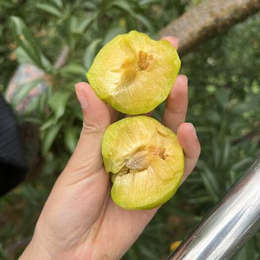 镇宁县正宗六马蜂糖李