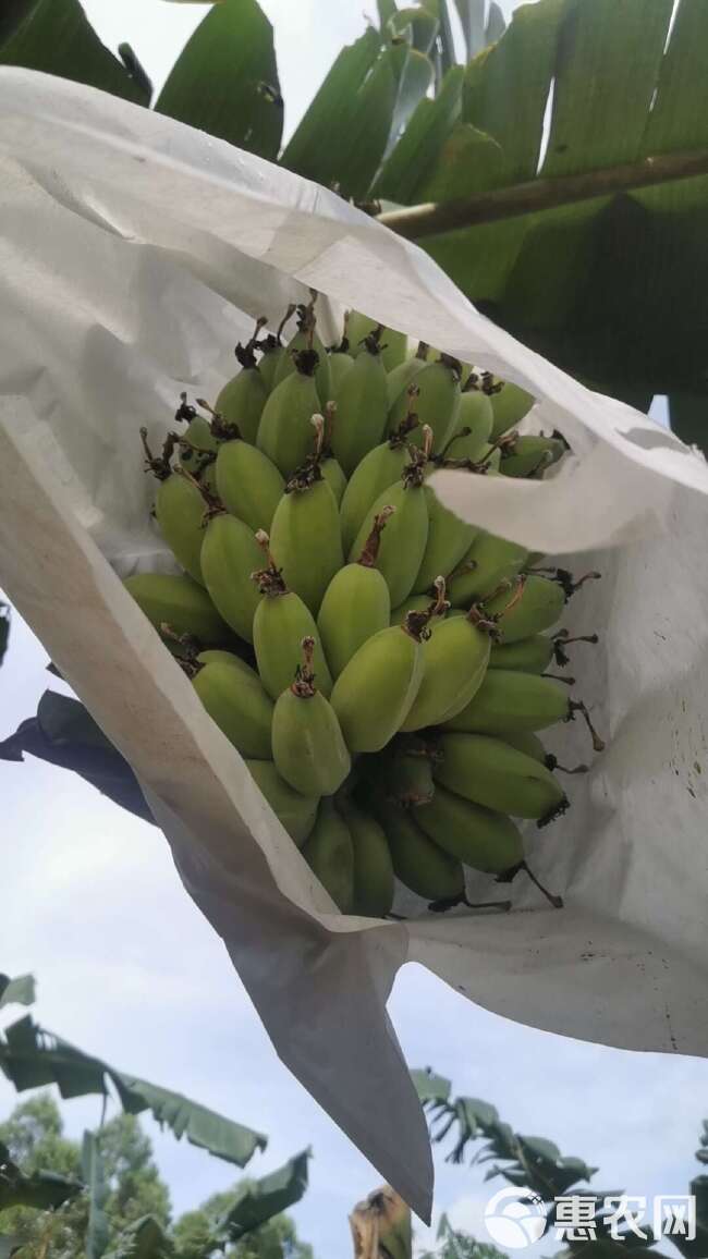 湛江徐闻产地苹果蕉、粉蕉、香蕉代办小谢