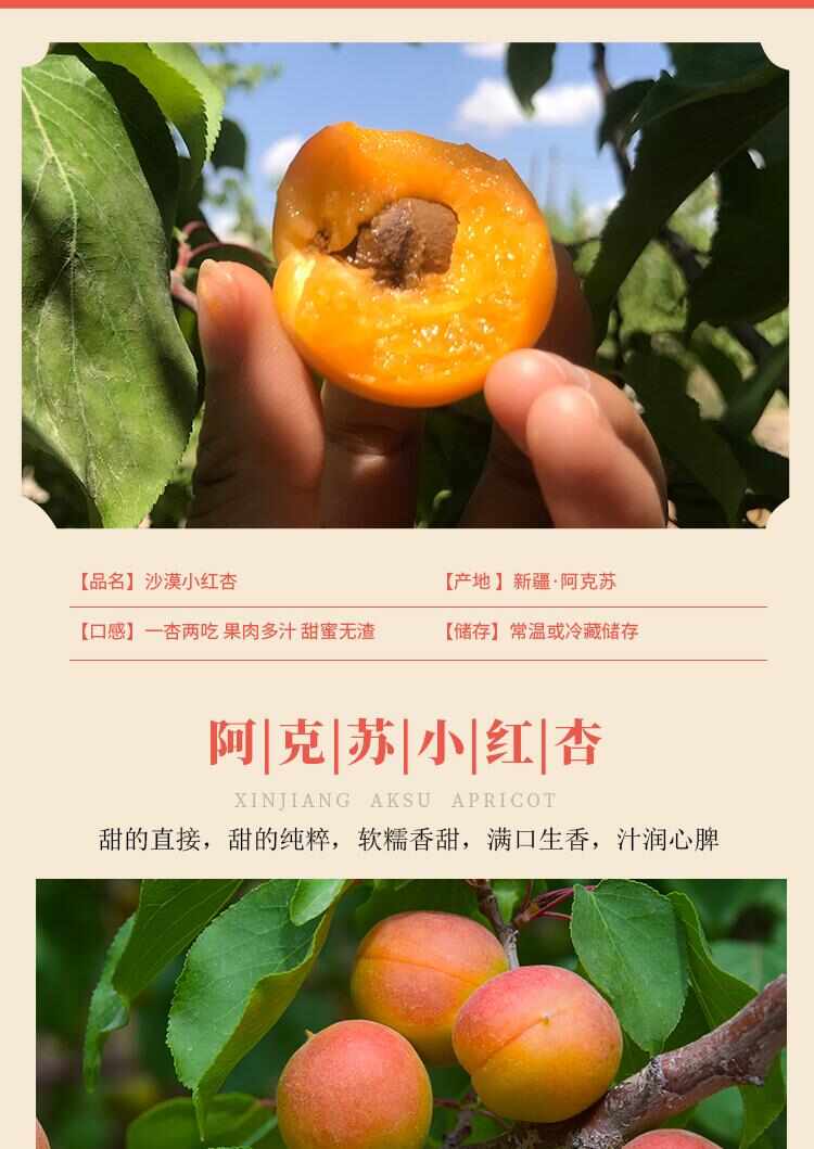 新疆阿克苏小红杏